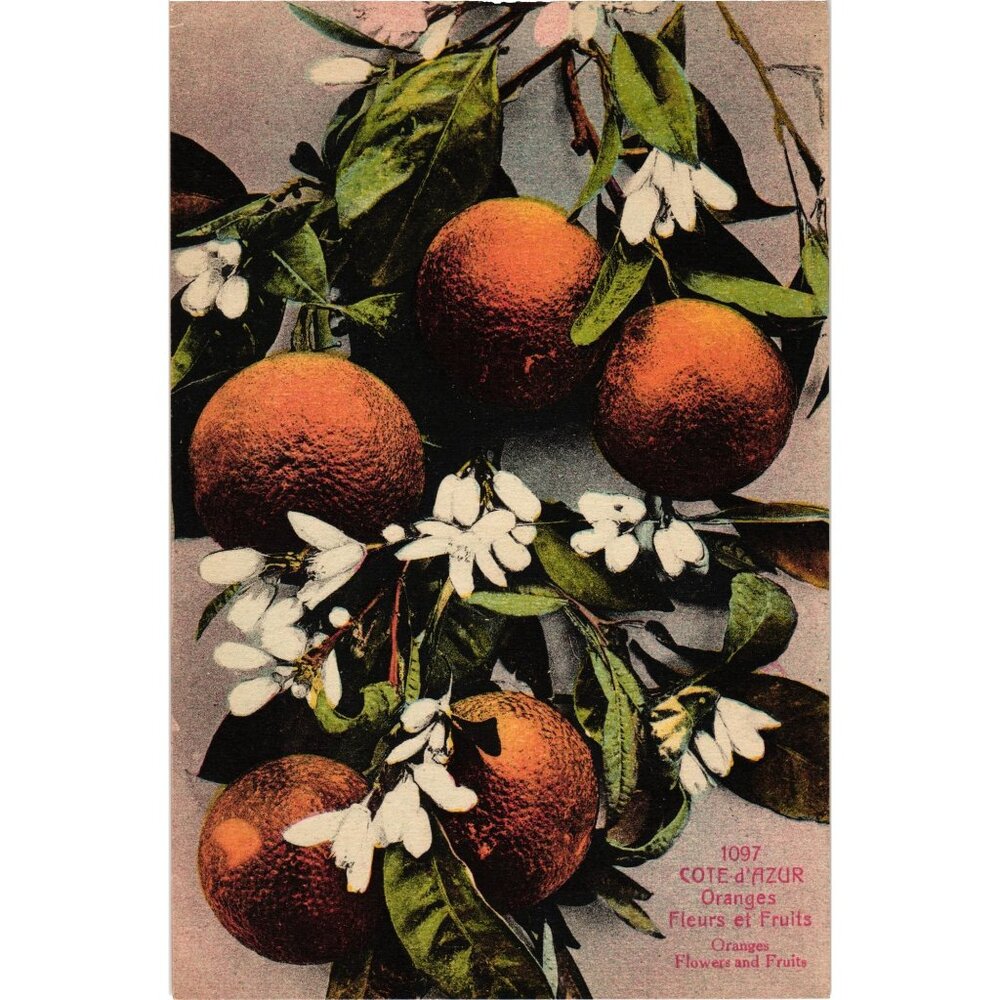 Cote DAzur Vintage Postcard Oranges Flowers Fruits Edition Giletta